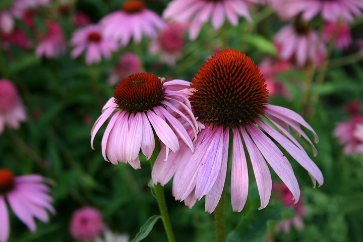 700 Free Coneflower Bloom Images Pixabay Coneflower 3974541 480