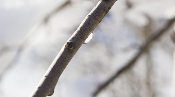 Miste, Vann, Gren, Vinter, Drypp