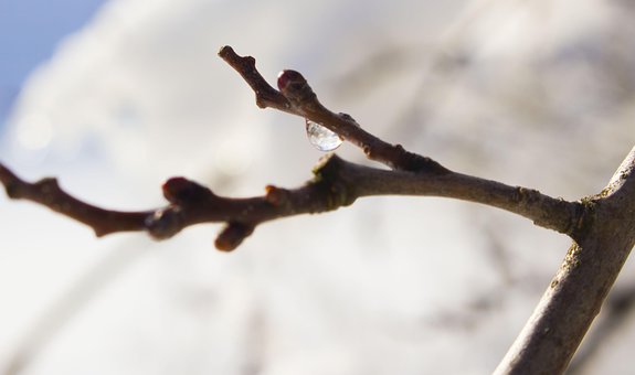 Kvist, Snø, Miste
