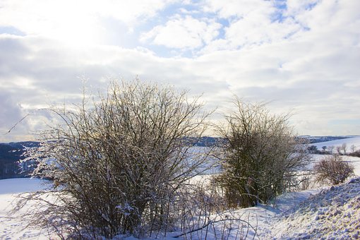 Feltet, Snø, Natur, Frost, Is, Busker