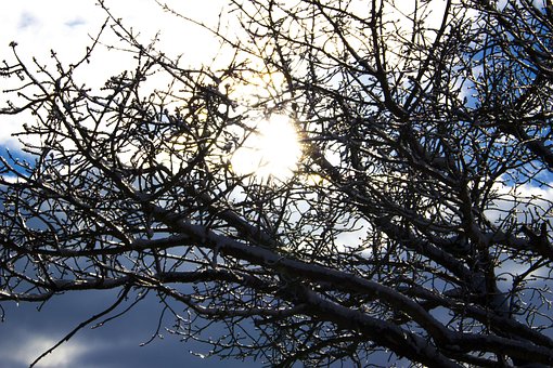 Sol, Is, Snø, Skog, Strøm, Vinter, Natur