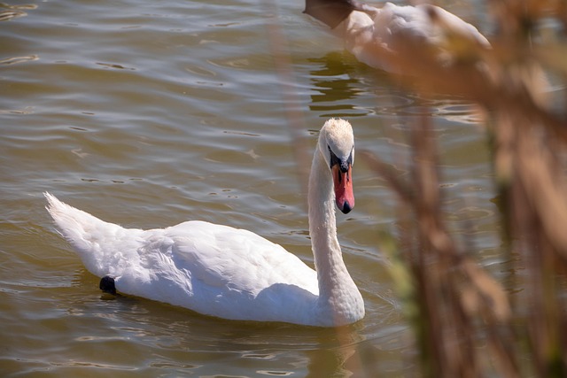 Svane, Sø, Natur, Vand, Dam, Fugle