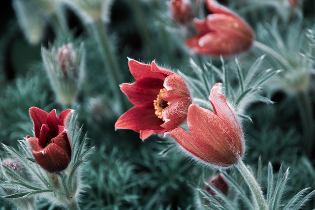 Blomster, Natur, Smukke Blomster