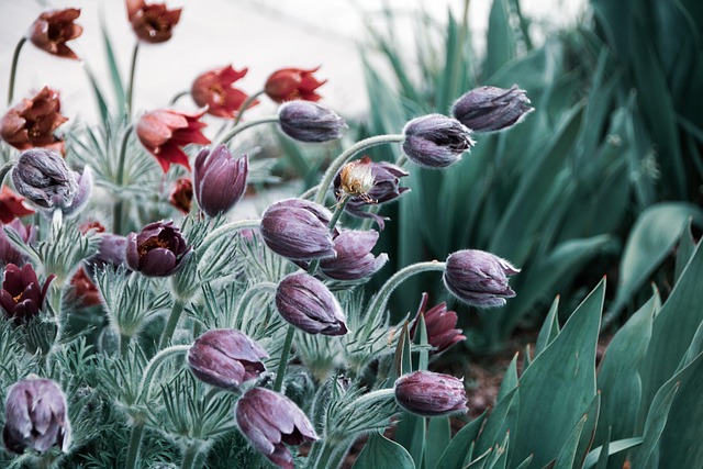 Blomster, Blomst Tapet, Natur