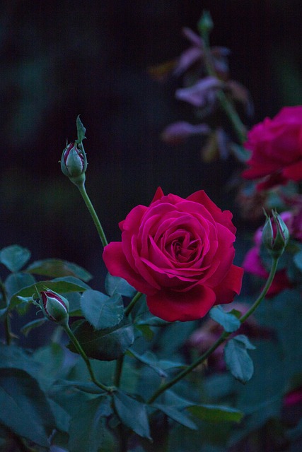 Rose, Have, Blomst, Kronblade