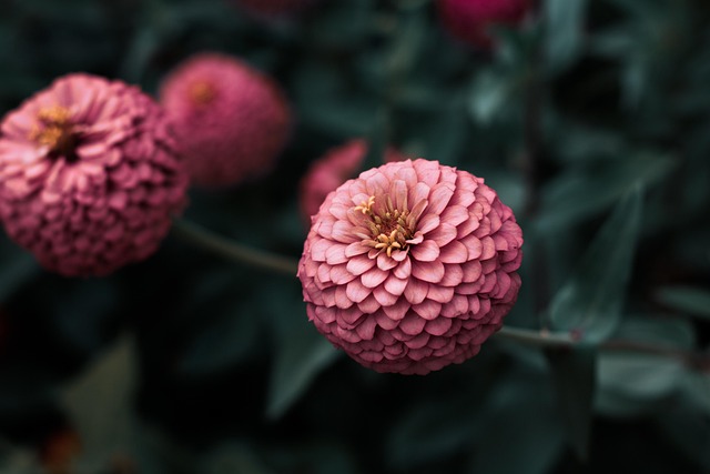 Blomster, Have, Smukke Blomster