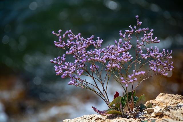 Planter, Blomster, Kronblade