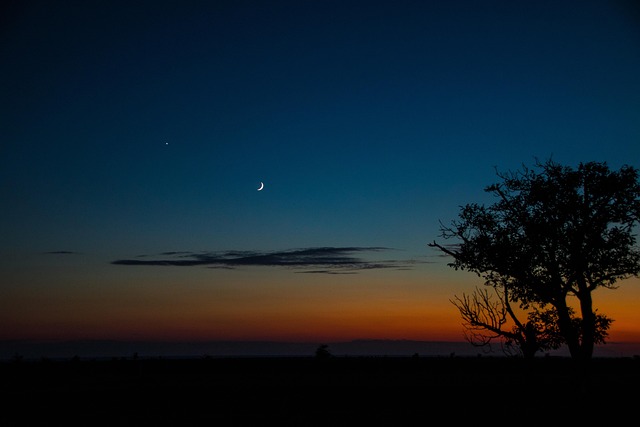 Nat, Træ, Himmel