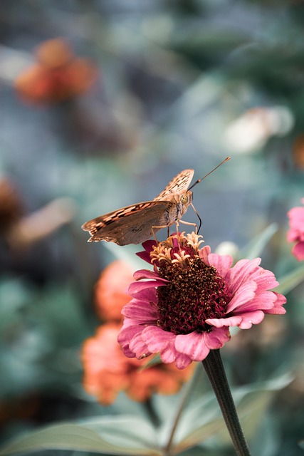 Have, Natur, Blomster, Blomst Baggrund