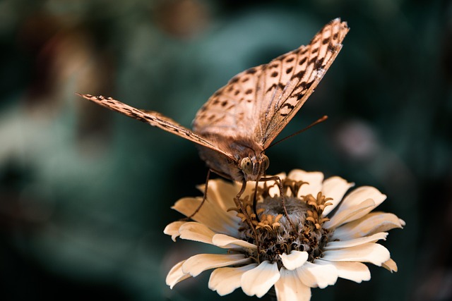 Insekter, Blomst Tapet, Natur