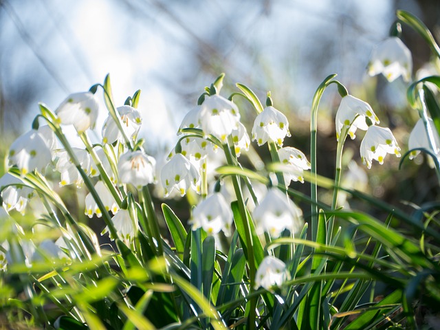 Free Flowers Flower Background photo and picture