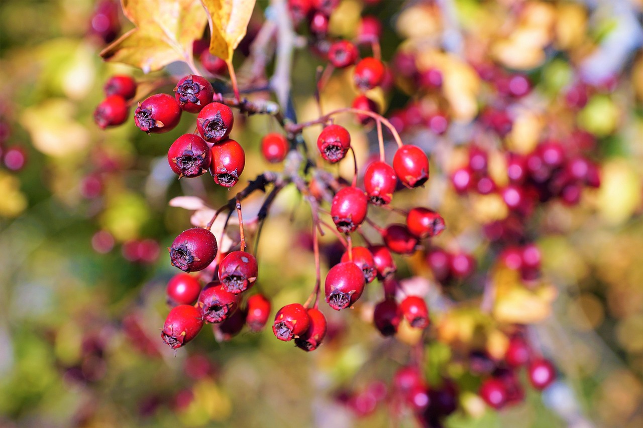 Baie Fruit Branche Photo gratuite sur Pixabay Pixabay