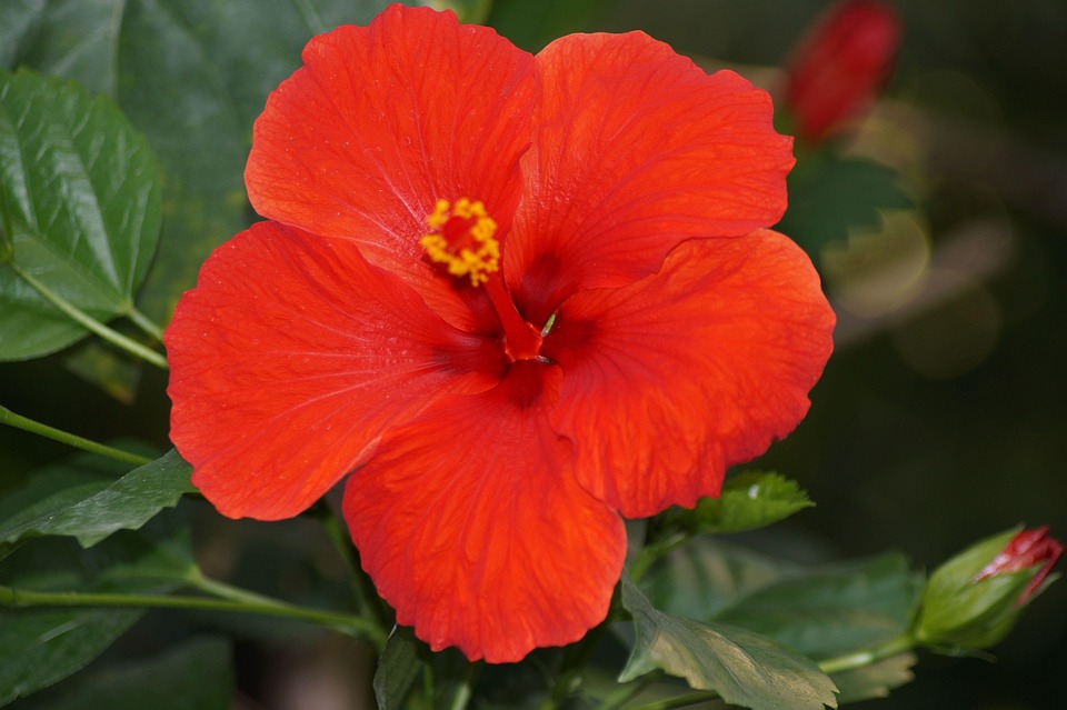 Hibiscus Rosa Sinensis Red Free photo on Pixabay Pixabay