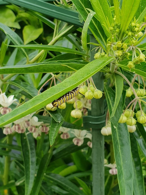 Free Caterpillar Monarch photo and picture