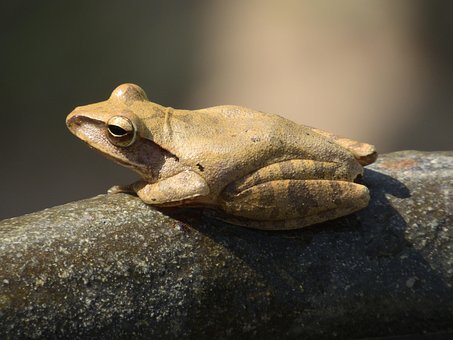 Free Frog Garden photo and picture
