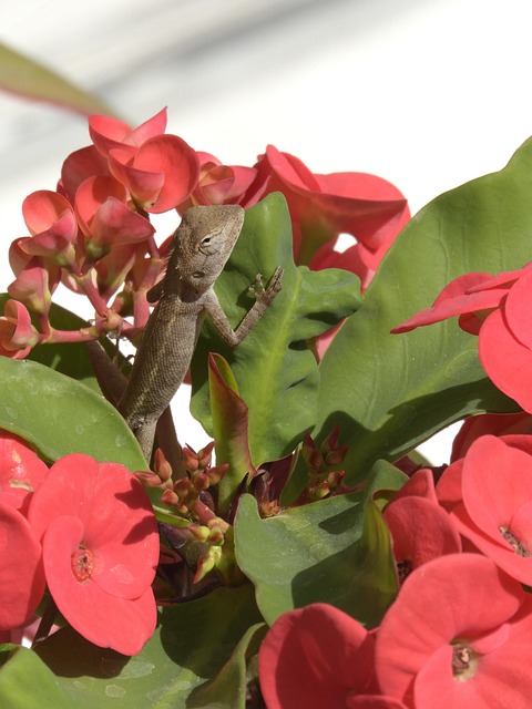 Free Lizard Flowers photo and picture