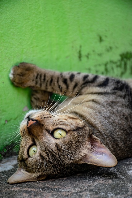 Katze, Haustier, Niedlich, Natur, Schlaf