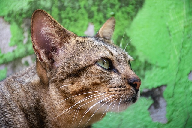 Katze, Haustier, Niedlich, Natur, Klein