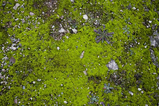 Tejido, Hierba, Verde, Prado, Abstracto