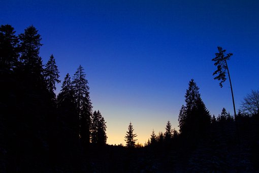 Free Silhouette Forest photo and picture