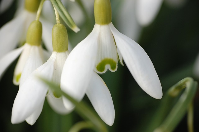 Free Snowdrop Early Bloomer photo and picture