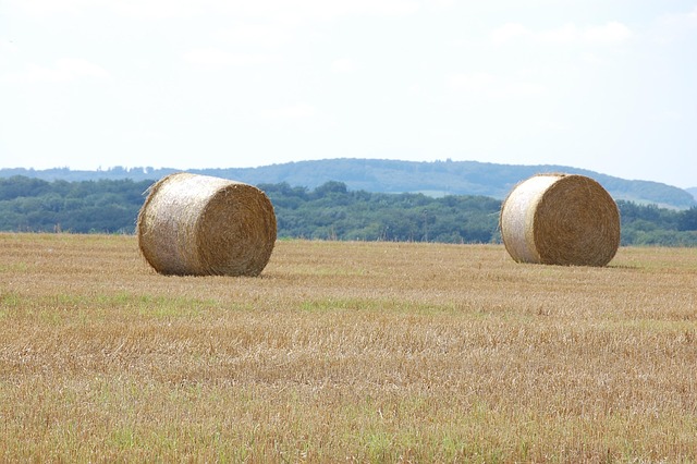 Free Summer Straw Bales photo and picture