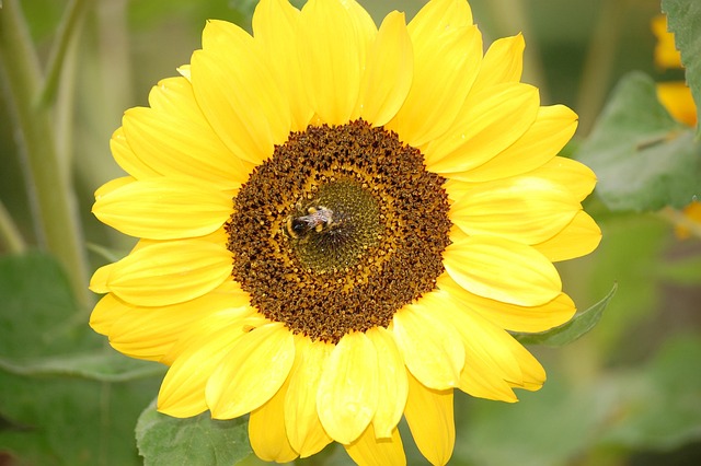 Free Summer Beautiful Flowers photo and picture