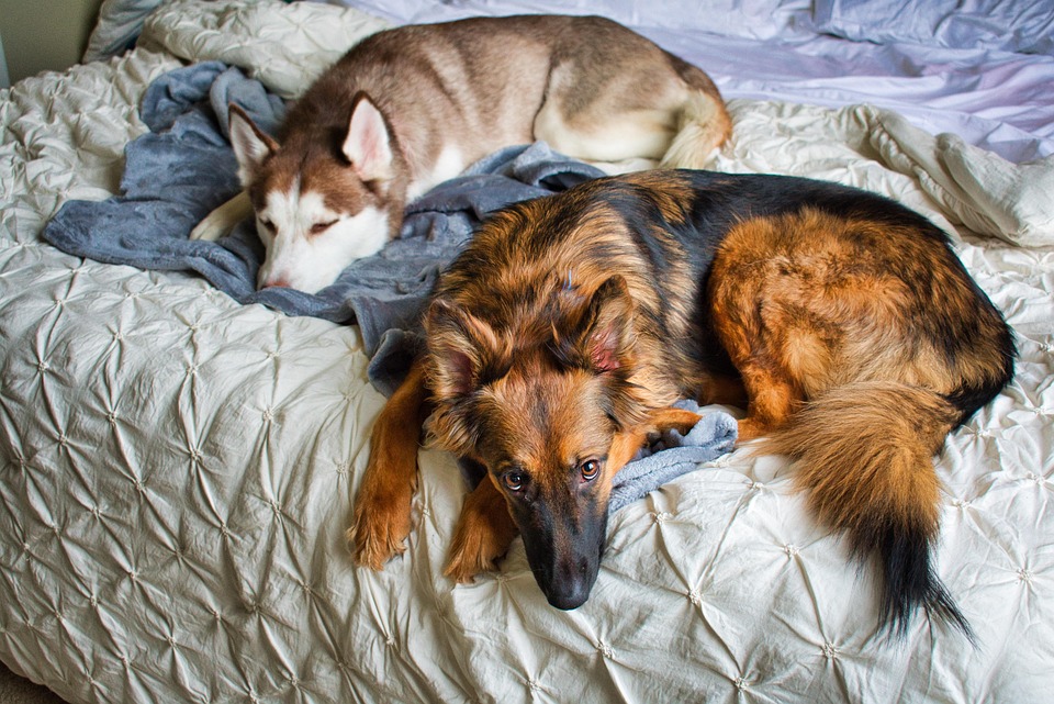Do German Shepherds Need A Big Yard? German Shepherd Training Info