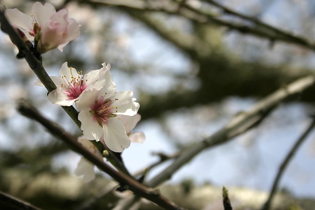 Free Flower Branch photo and picture