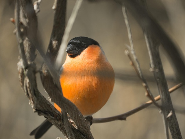 Free Nature Bird photo and picture