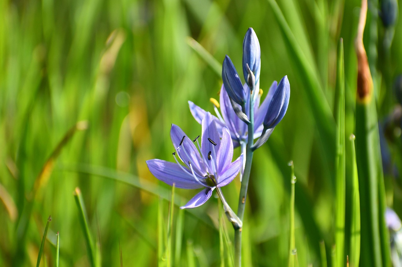 camassia, beautiful flowers, camas, flower background, flower wallpaper, lily, flower, nature, wildflower, camas lily