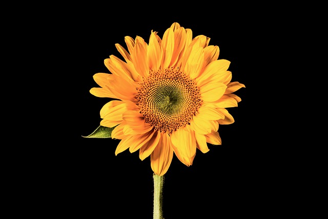 Sonnenblume, Isoliert