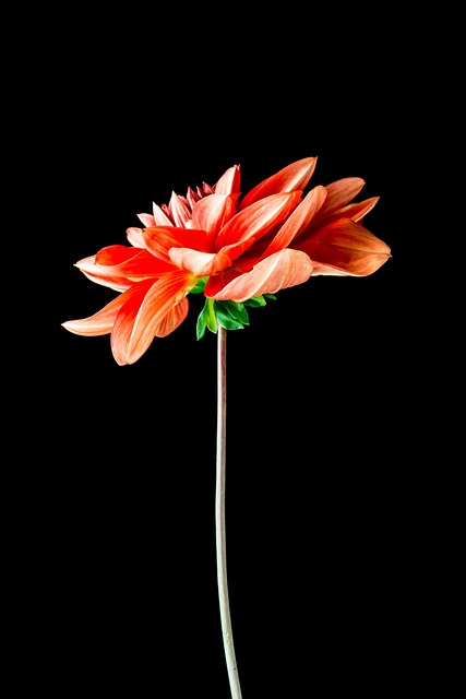 Orange, Blume, Gänseblümchen, Natur