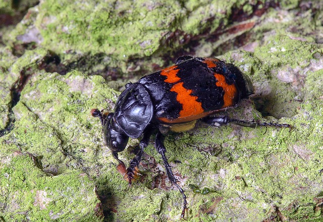Free Beetle Carapace photo and picture