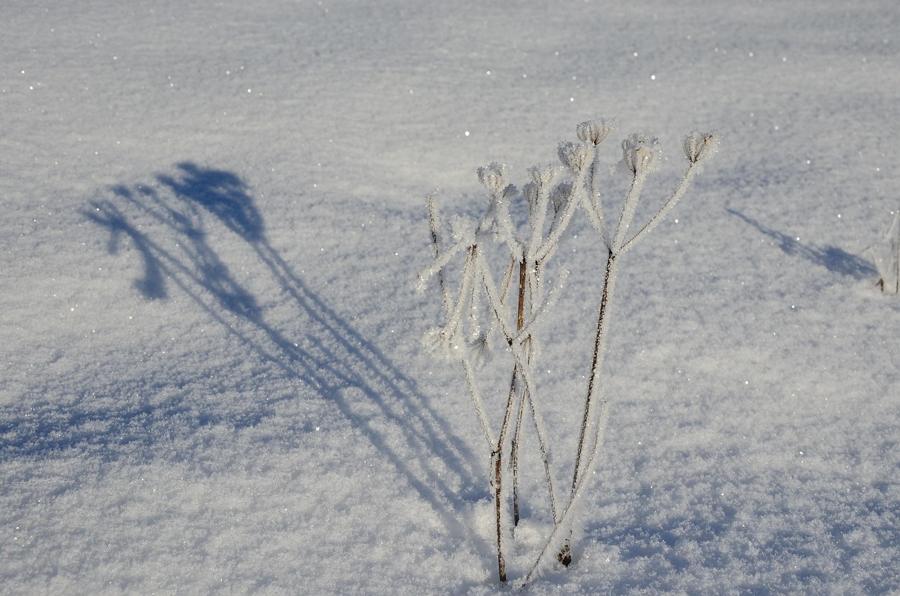 Hiver Neige La Nature - Photo gratuite sur Pixabay - Pixabay