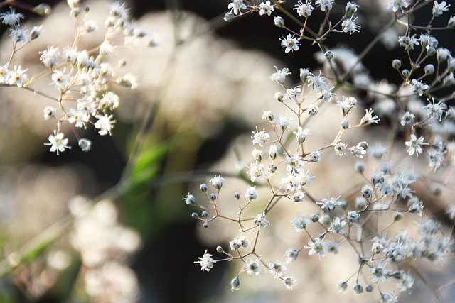 Free Flowers Nature photo and picture
