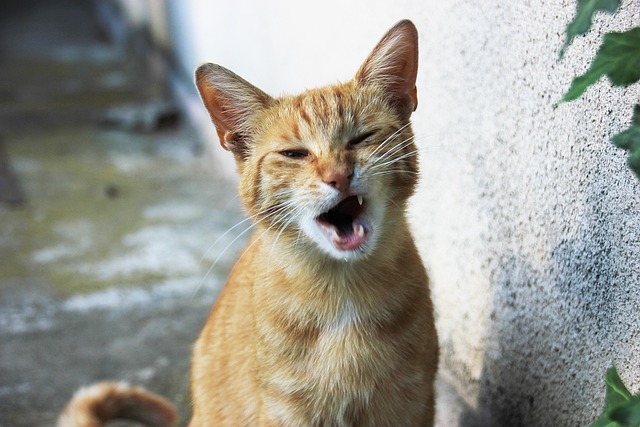 Free Cat Funny photo and picture