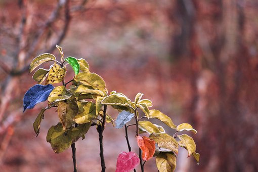 Free Leaves Tree photo and picture