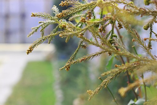 Free Tree Flower photo and picture