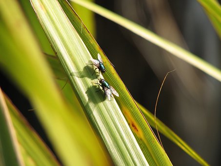 Moscas, Natureza, Relva, Insetos, Verde