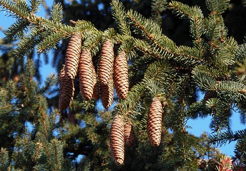 Pine Cone, Pine Tree Crop, Immergrün
