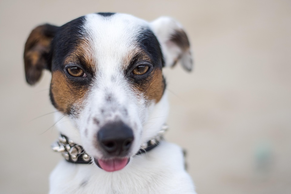Jack Russell Dog Puppy - Free photo on Pixabay