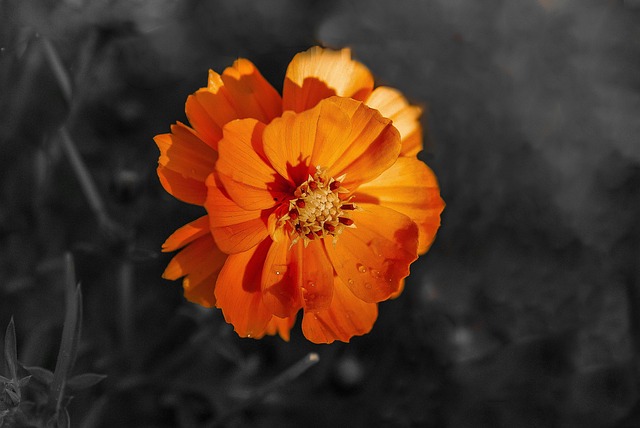 Free Color Nature photo and picture