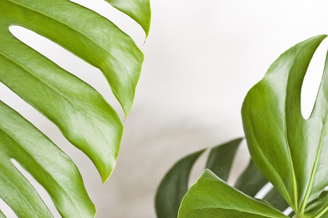 Monstera, Pflanze, Blätter, Tropisch