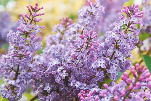 Free Flowers Lilac photo and picture