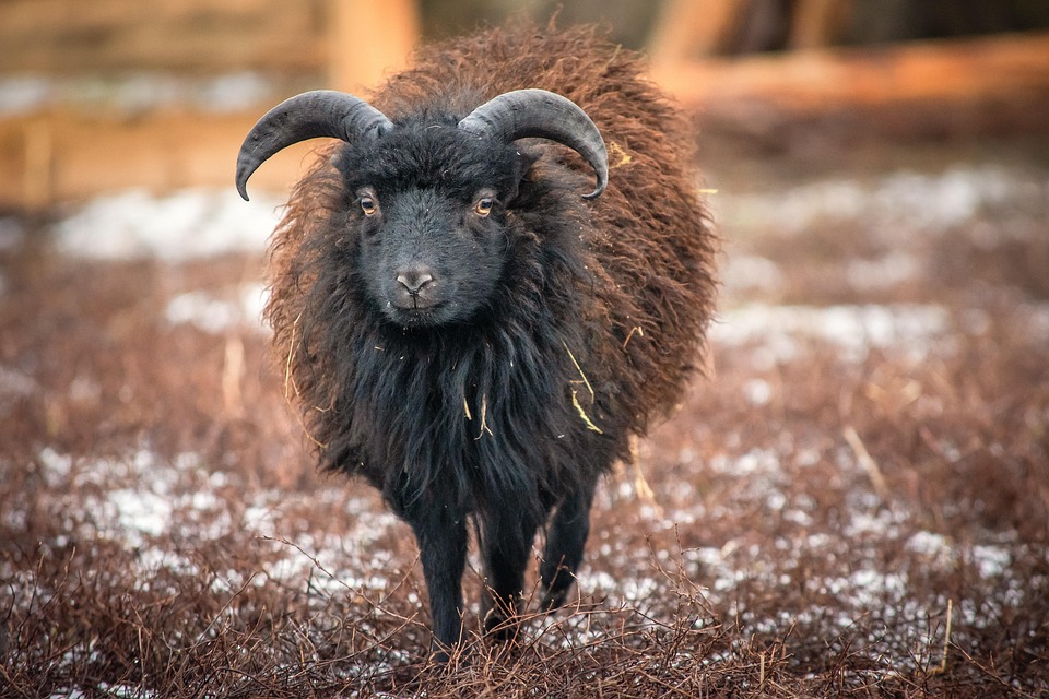 Sheep Dwarf Wool Free photo on Pixabay