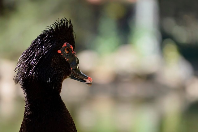 Free Duck Animals photo and picture