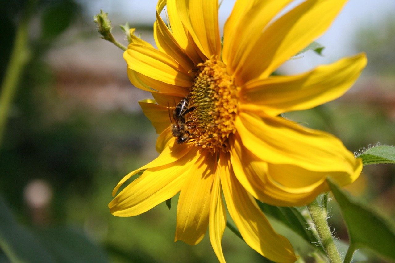 Sunflower Flower Yellow - Free photo on Pixabay - Pixabay