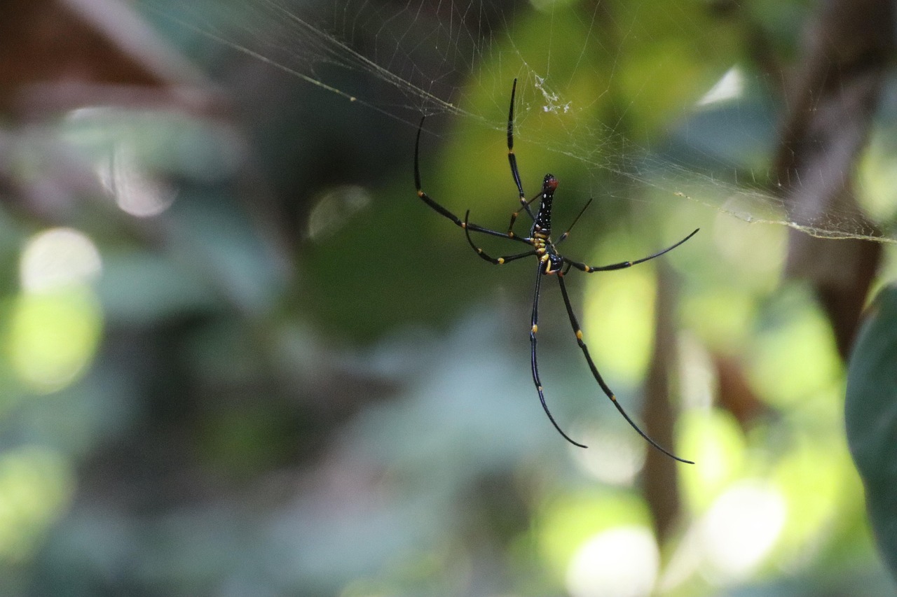 Araña Telaraña Insecto - Foto gratis en Pixabay - Pixabay
