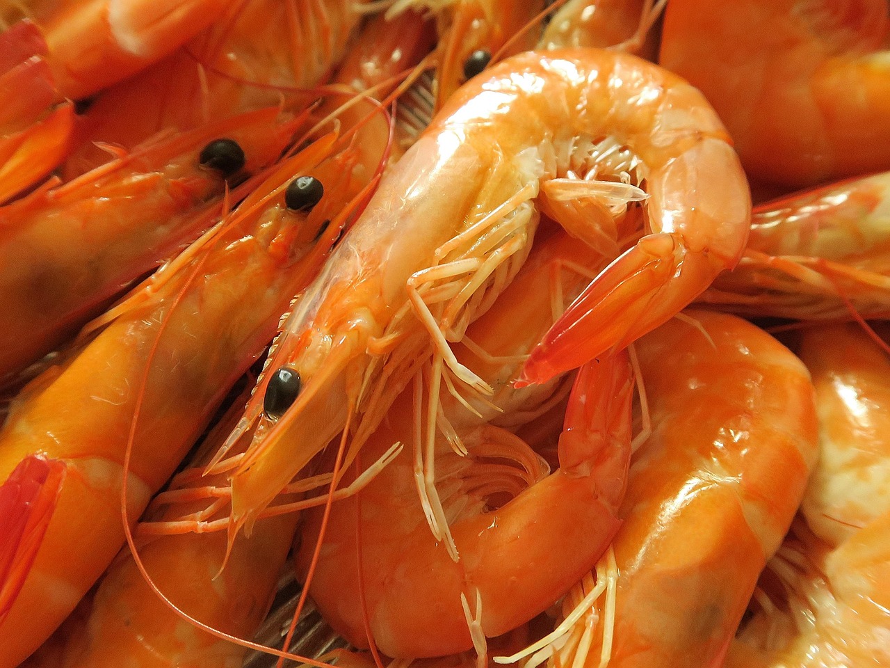 Seafood Shrimp - Free photo on Pixabay - Pixabay